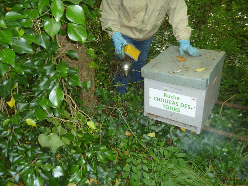 La ruche Choucas des tours