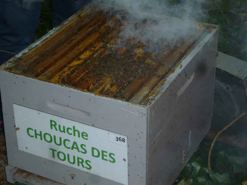 La ruche Choucas des tours