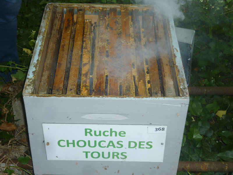 La ruche Choucas des tours