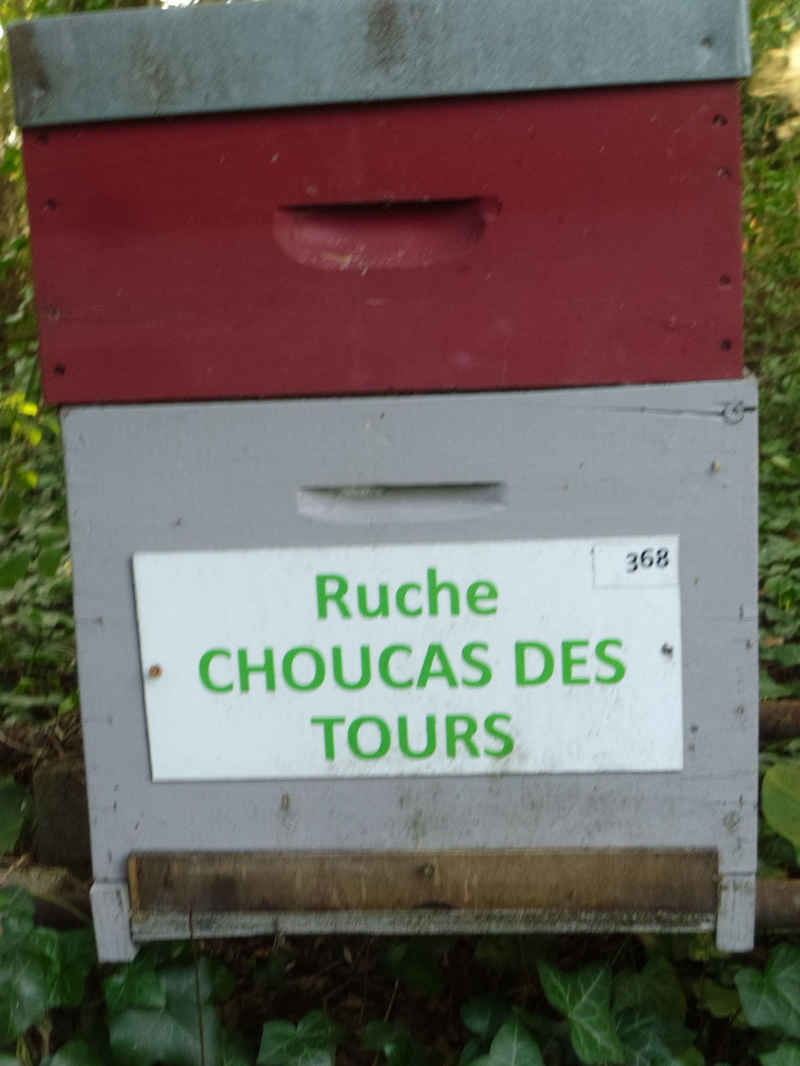 La ruche Choucas des tours