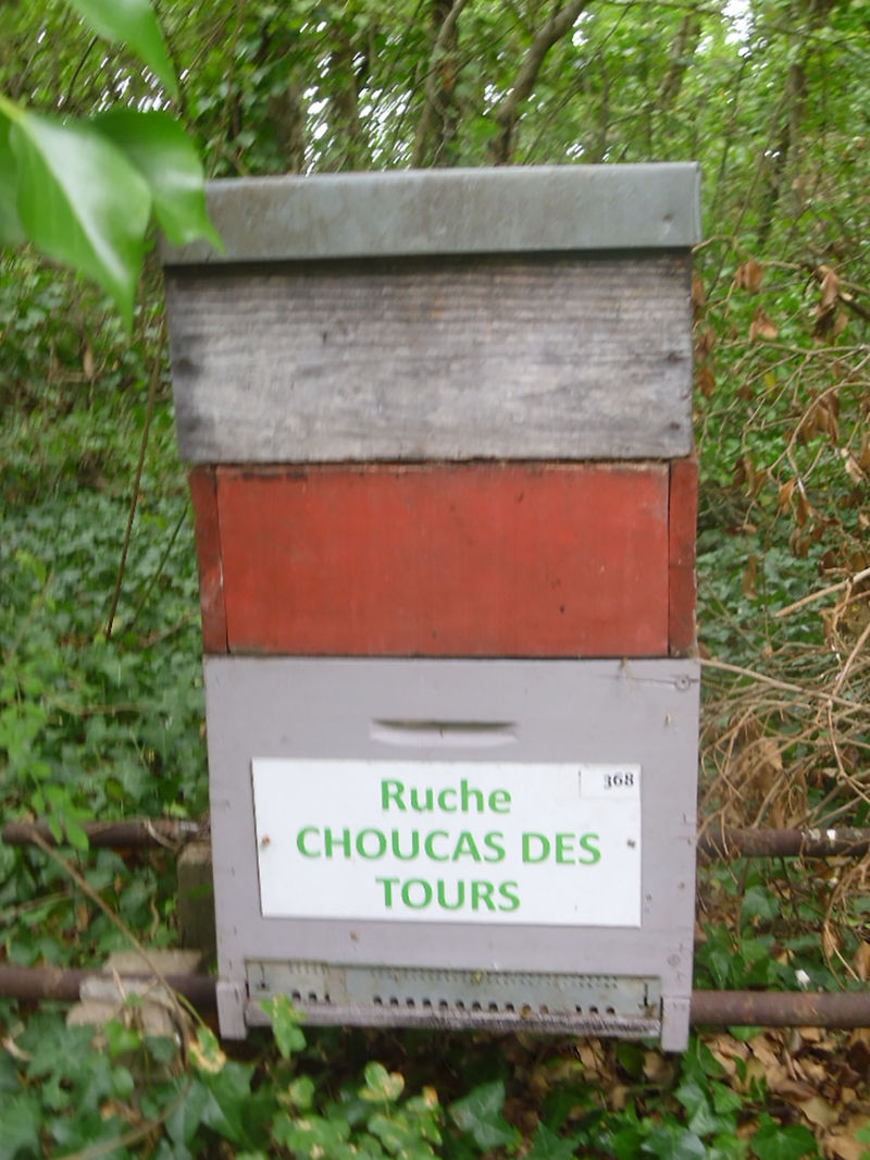 La ruche Choucas des tours