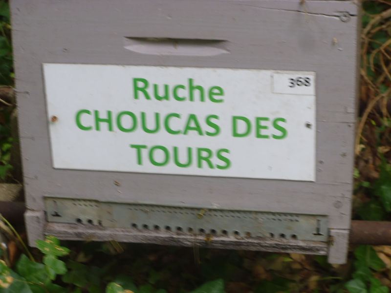 La ruche Choucas des tours