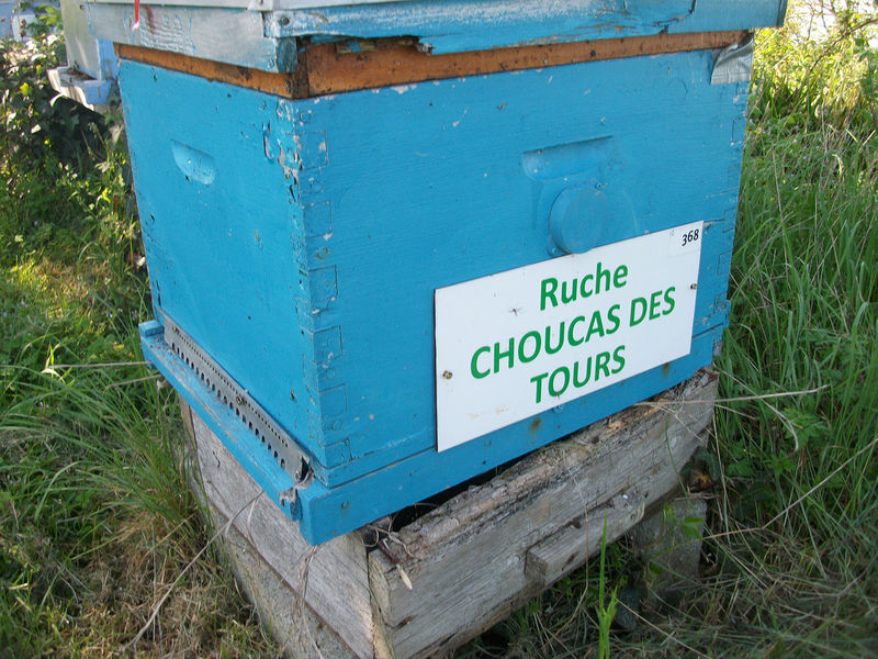 La ruche Choucas des tours