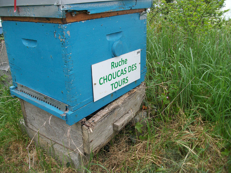 La ruche Choucas des tours