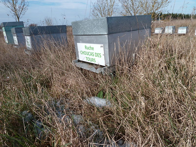 La ruche Choucas des tours