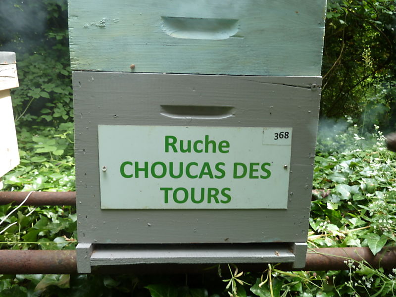 La ruche Choucas des tours