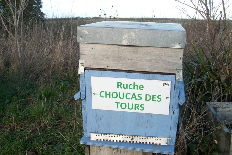La ruche Choucas des tours