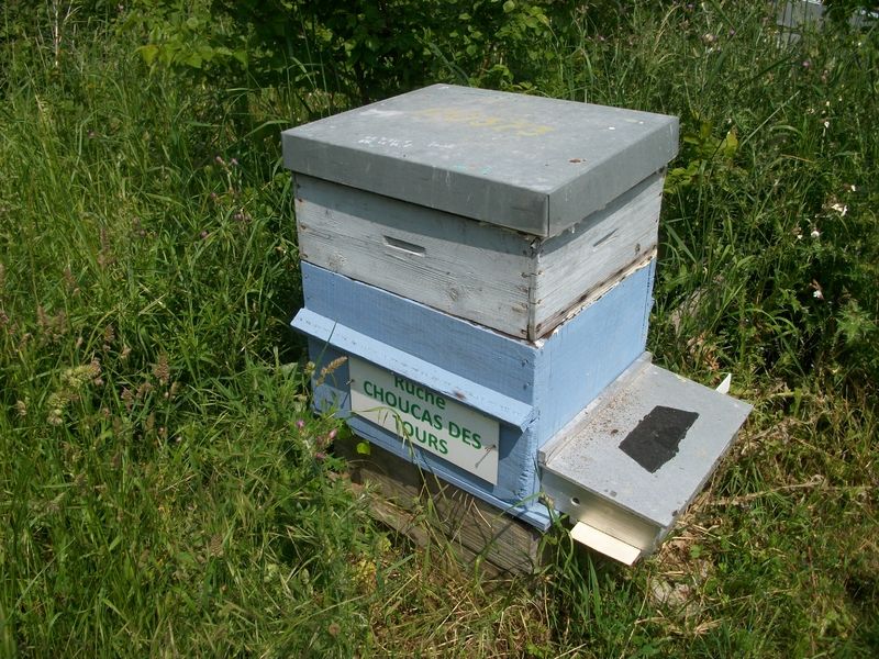 La ruche Choucas des tours