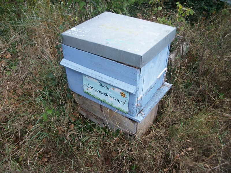 La ruche Choucas des tours