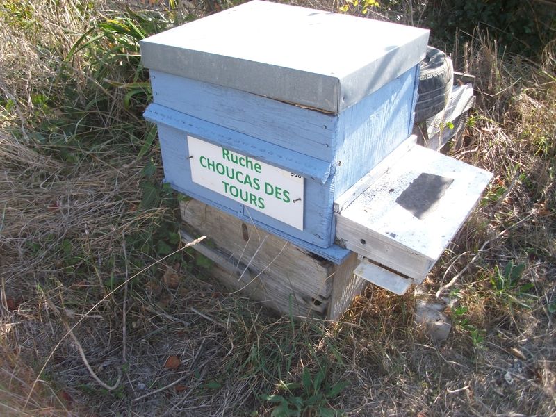 La ruche Choucas des tours