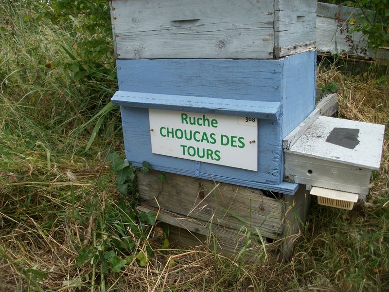 La ruche Choucas des tours