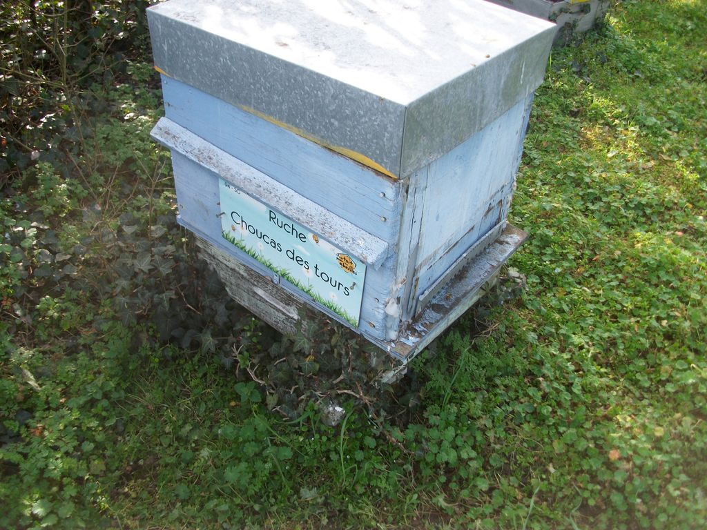 La ruche Choucas des tours