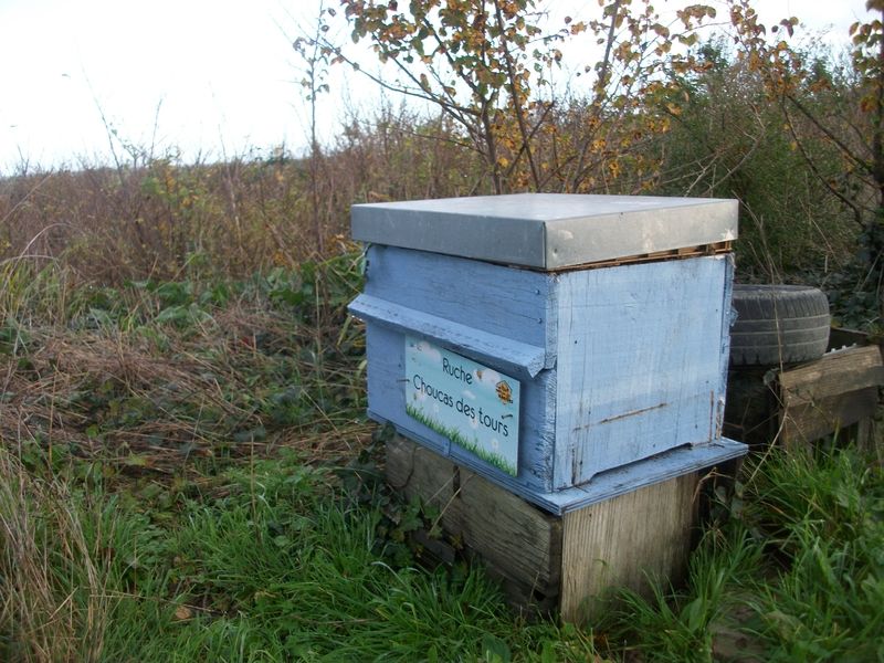 La ruche Choucas des tours