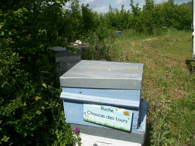 La ruche Choucas des tours