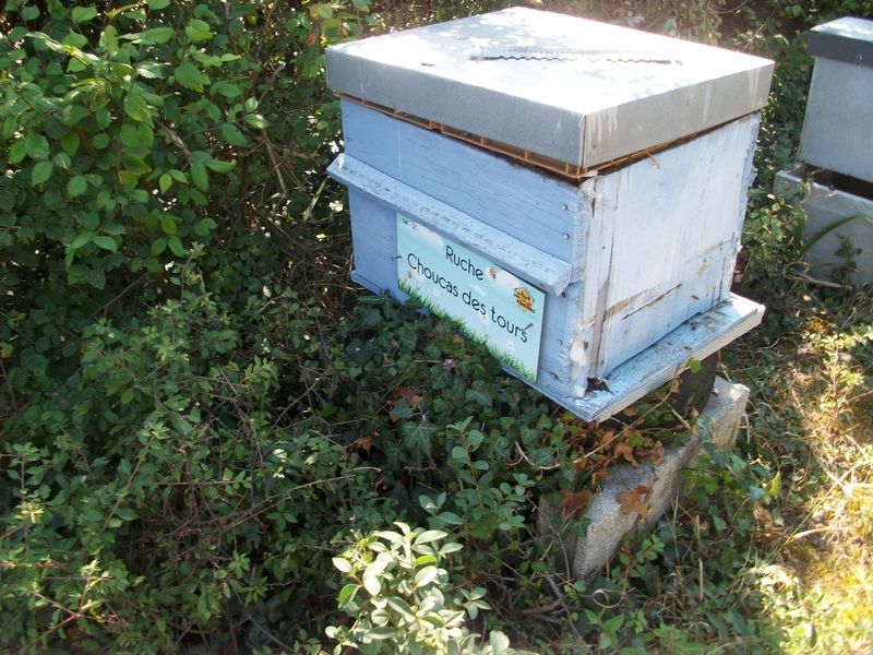 La ruche Choucas des tours