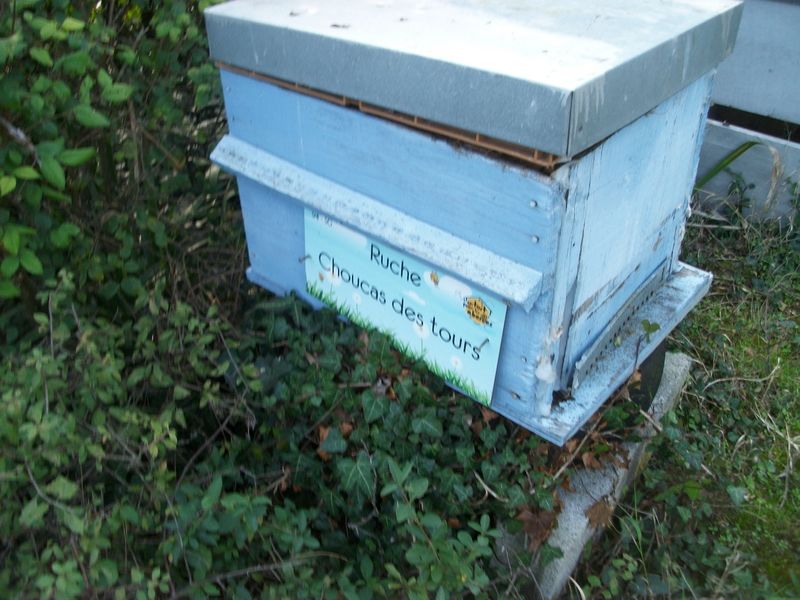 La ruche Choucas des tours