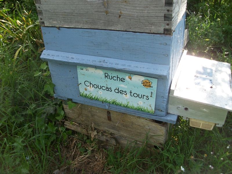 La ruche Choucas des tours