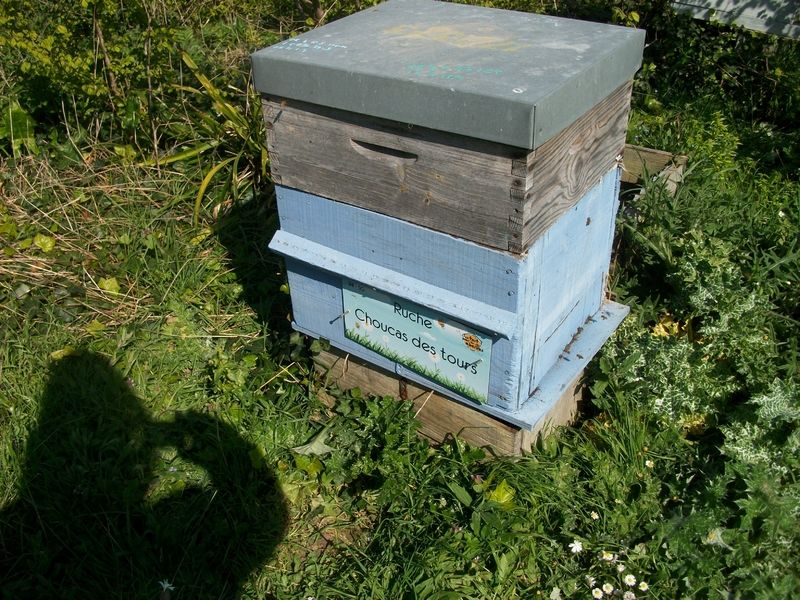 La ruche Choucas des tours