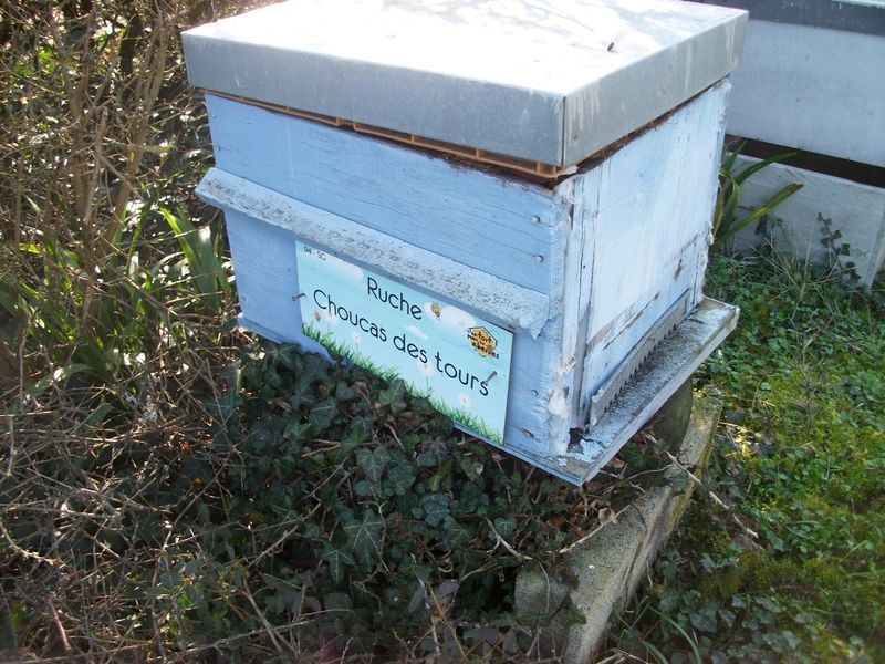 La ruche Choucas des tours