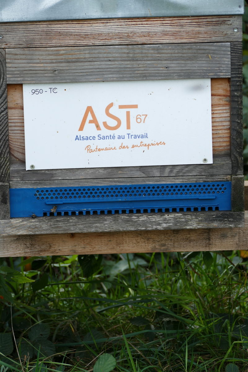 La ruche Ast67 - alsace santé au travail
