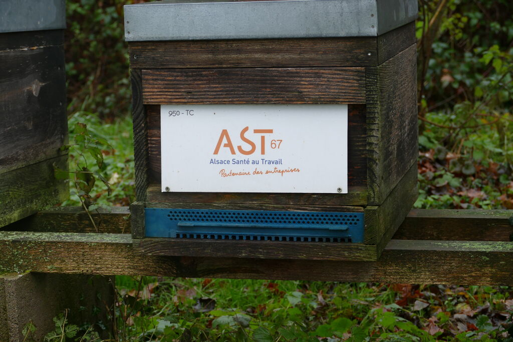La ruche Ast67 - alsace santé au travail