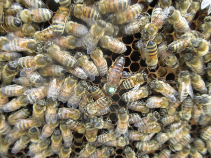La ruche Innpact