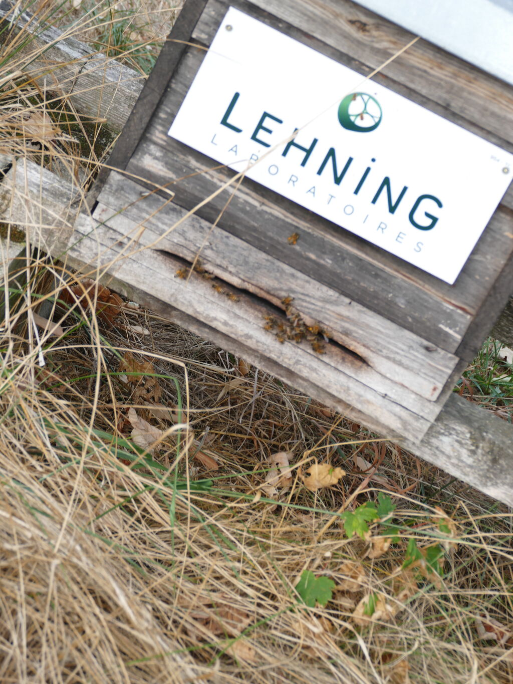 La ruche LABORATOIRES LEHNING