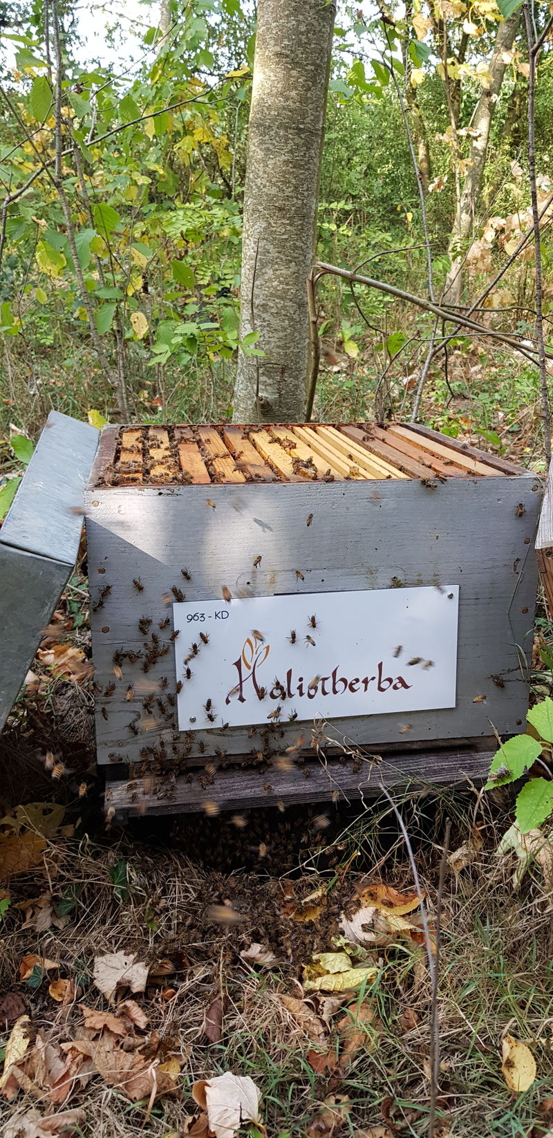 La ruche HOLISTHERBA Santé Nature