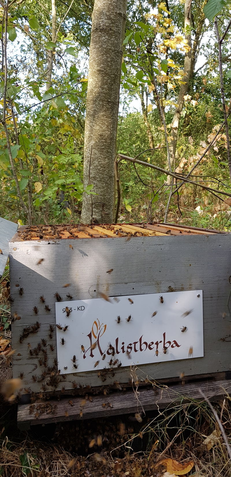 La ruche HOLISTHERBA Santé Nature