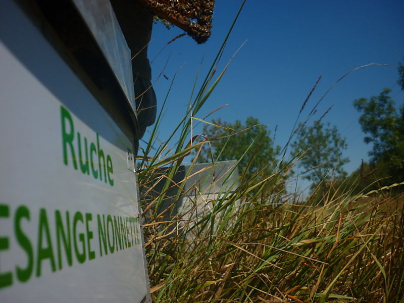 La ruche