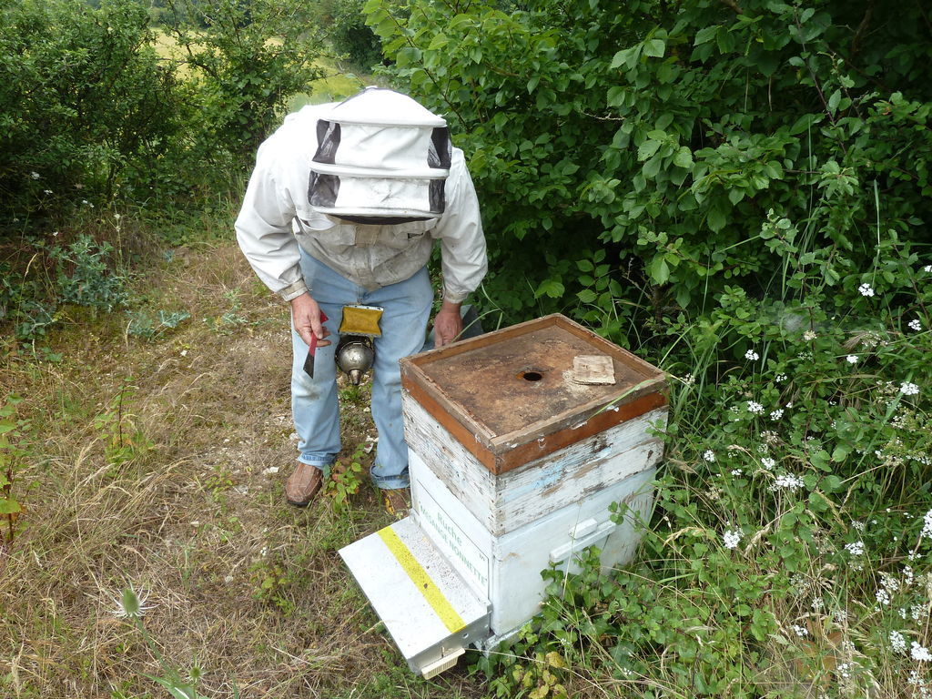 La ruche Mesange nonnette