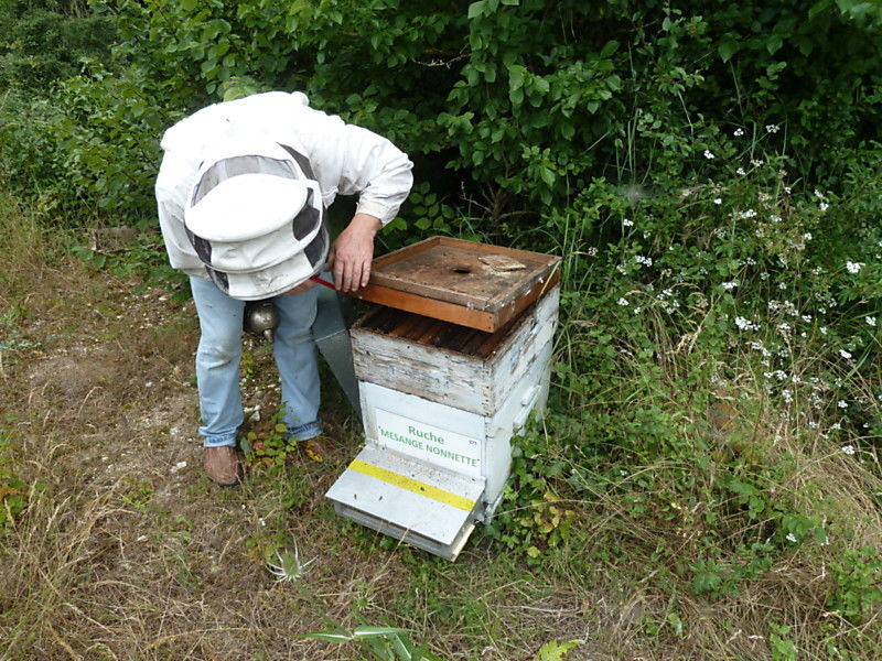 La ruche Mesange nonnette