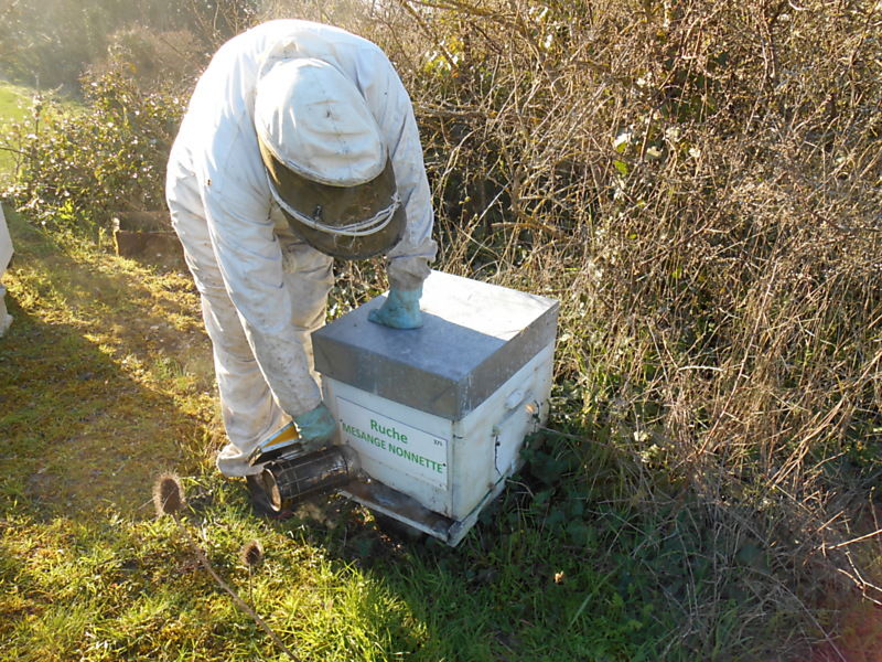 La ruche Mesange nonnette