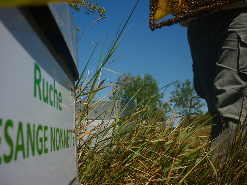 La ruche Mesange nonnette