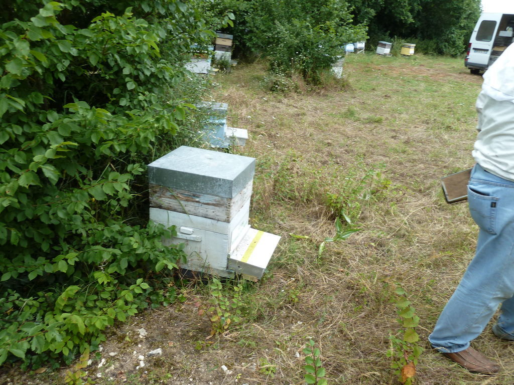 La ruche Mesange nonnette