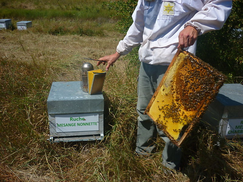 La ruche Mesange nonnette