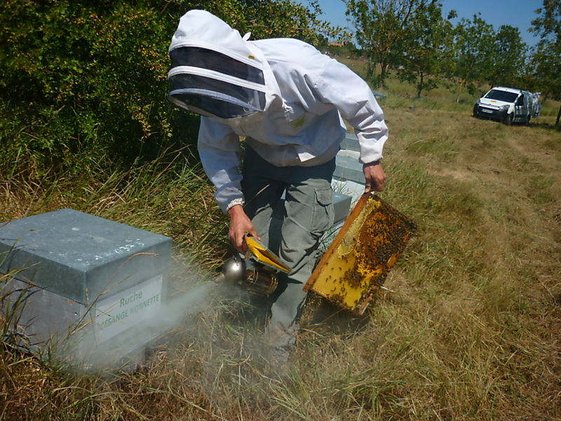 La ruche Mesange nonnette