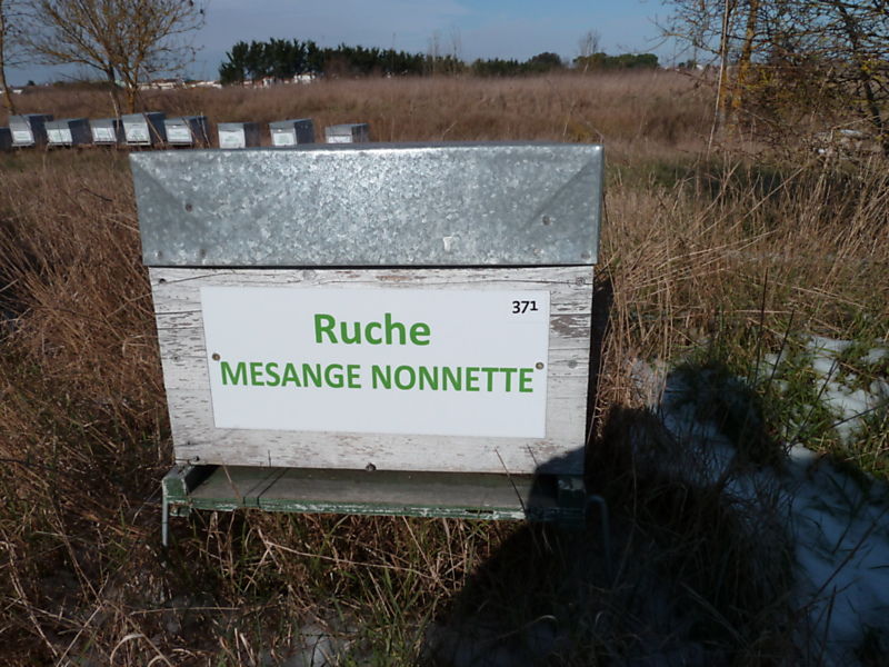 La ruche Mesange nonnette