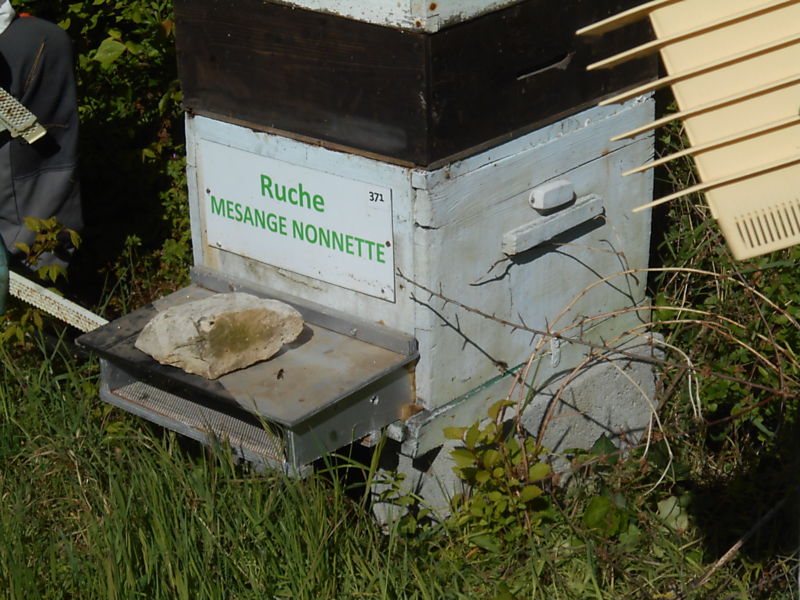 La ruche Mesange nonnette