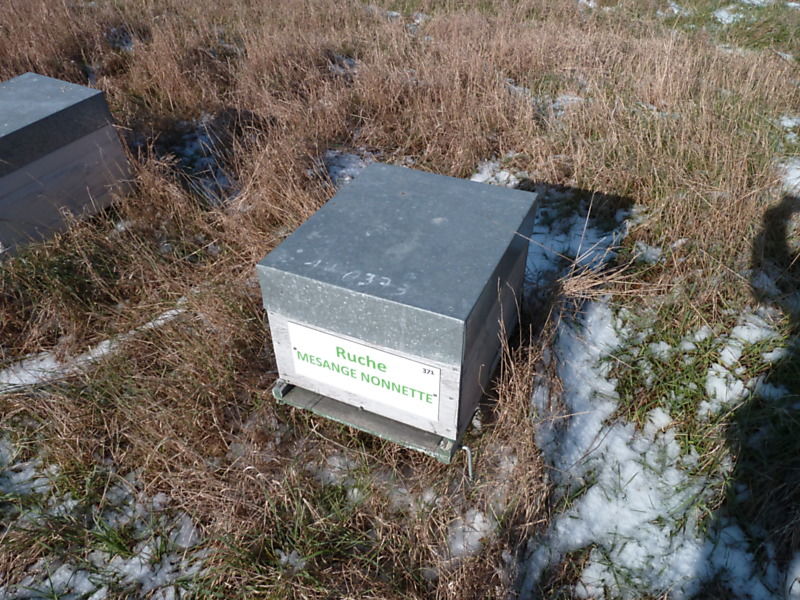 La ruche Mesange nonnette