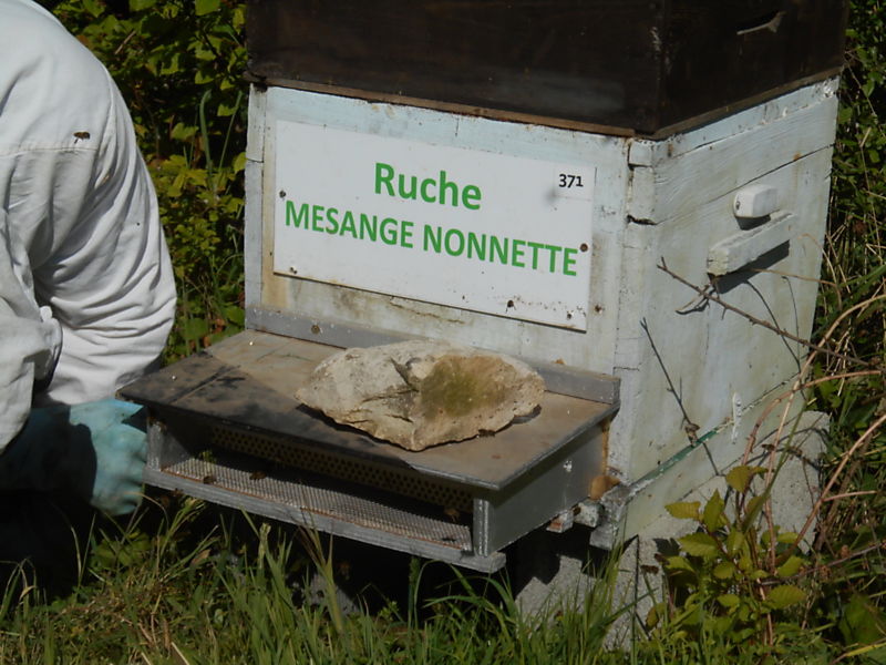 La ruche Mesange nonnette