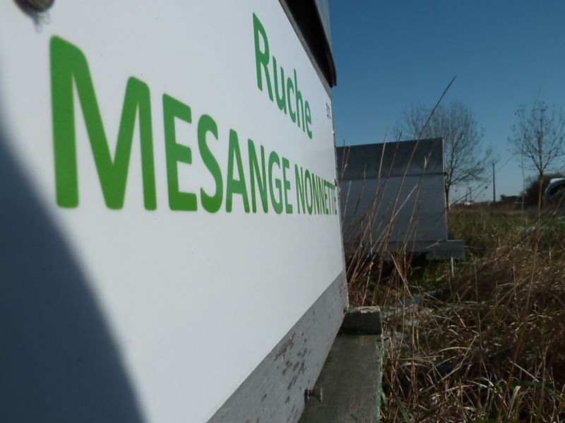 La ruche Mesange nonnette