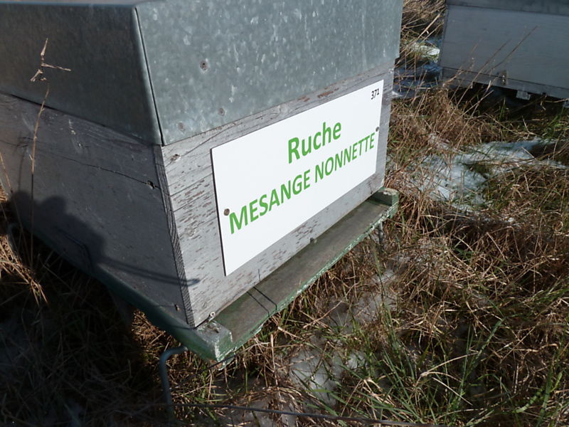 La ruche Mesange nonnette