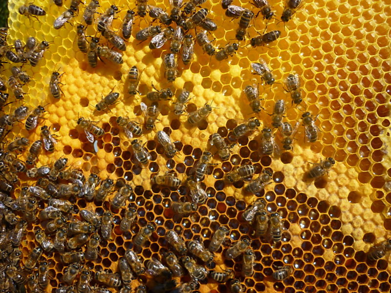 La ruche Mesange nonnette