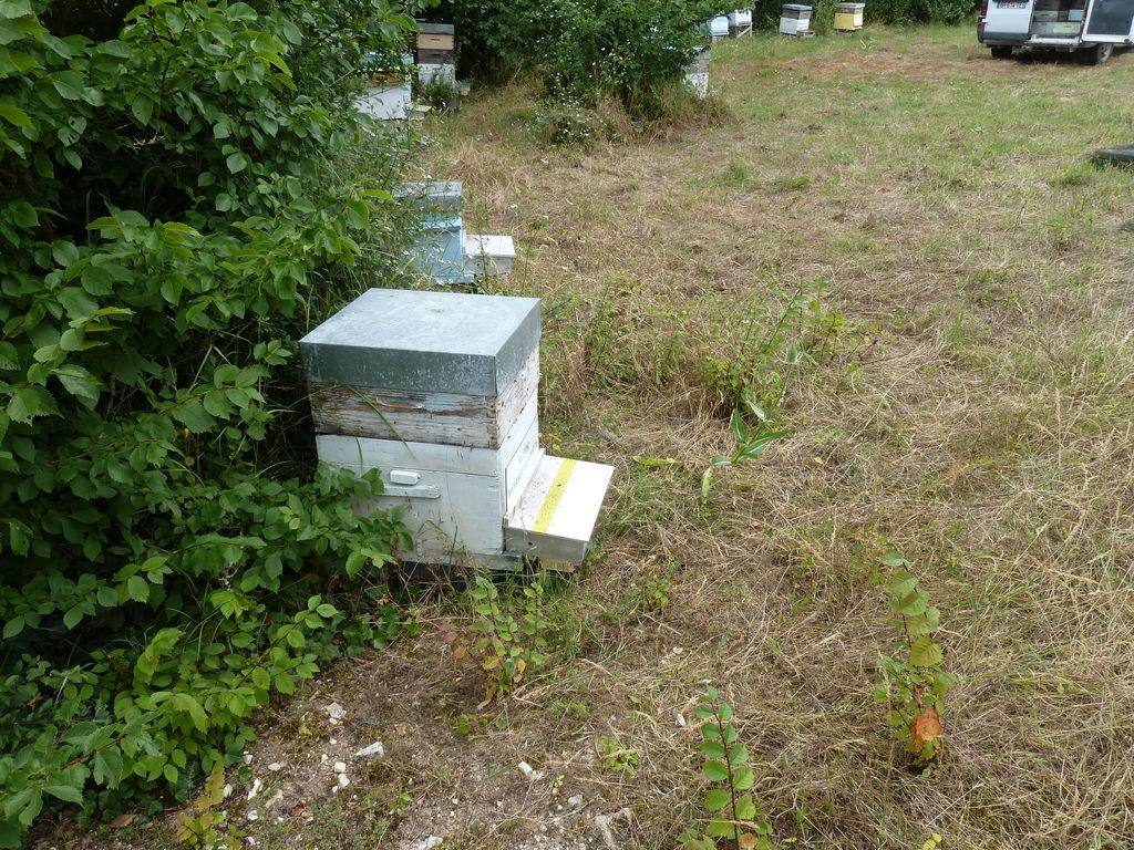 La ruche Mesange nonnette