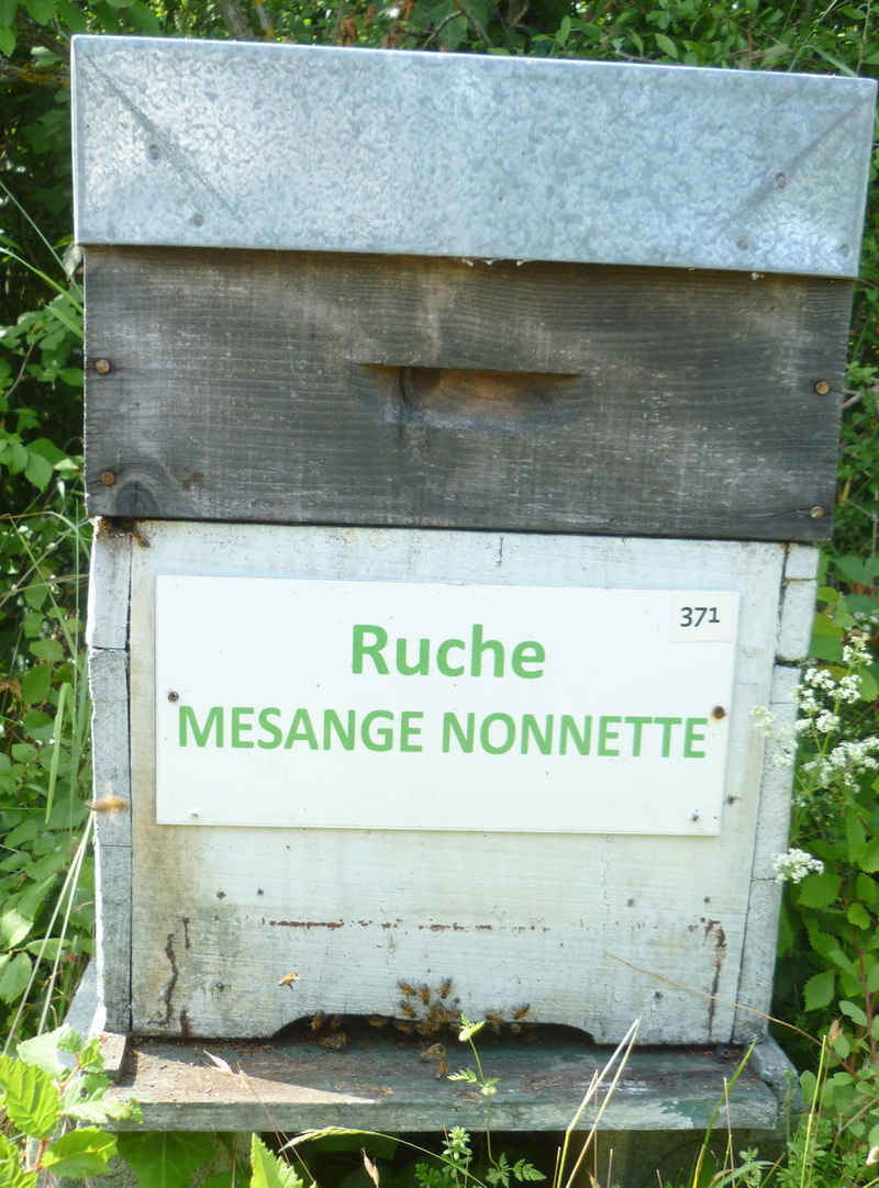 La ruche Mesange nonnette