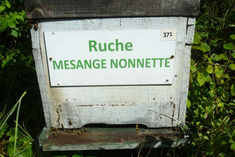 La ruche Mesange nonnette