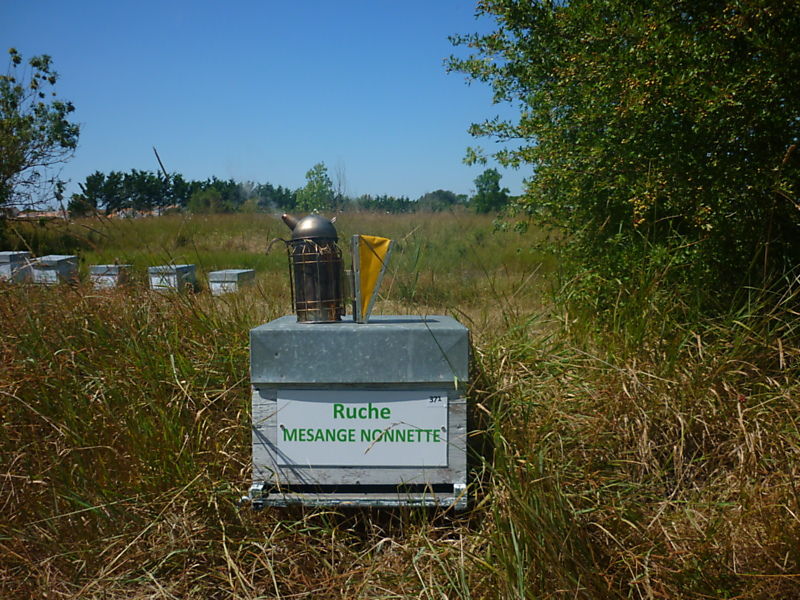 La ruche Mesange nonnette