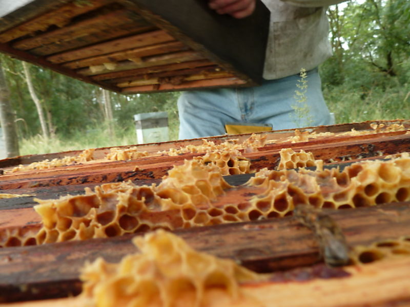 La ruche Mesange nonnette