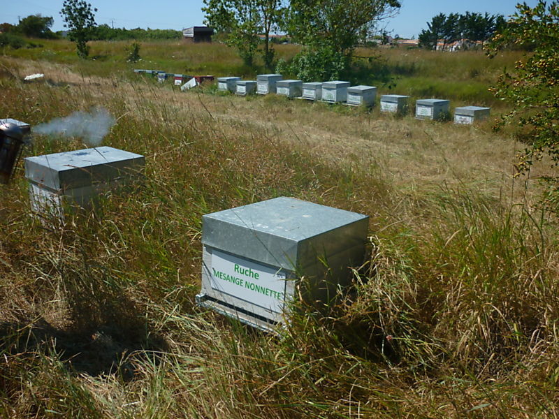 La ruche Mesange nonnette